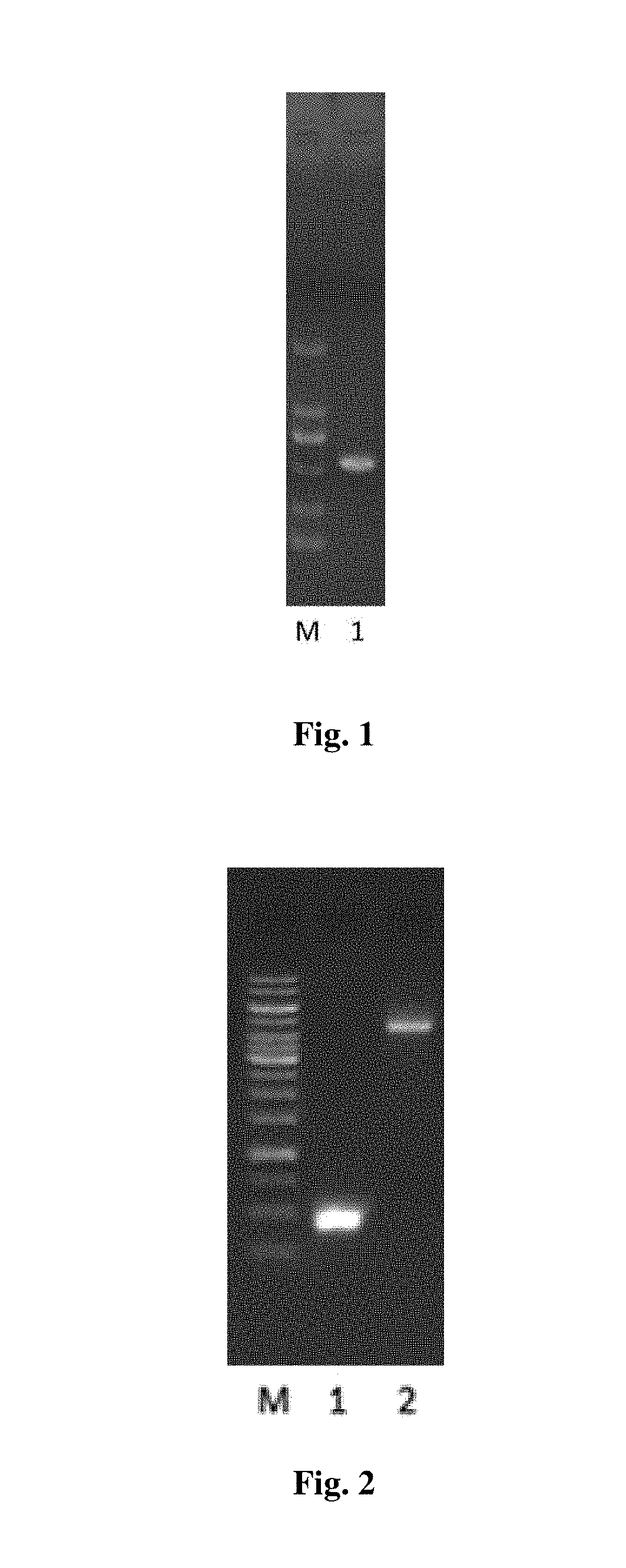 Trail cell-penetrating peptide-like mutant mur6, preparation method and application thereof