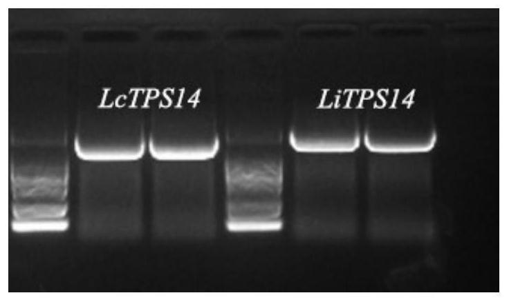 Lagerstroemia terpene synthase gene and application thereof