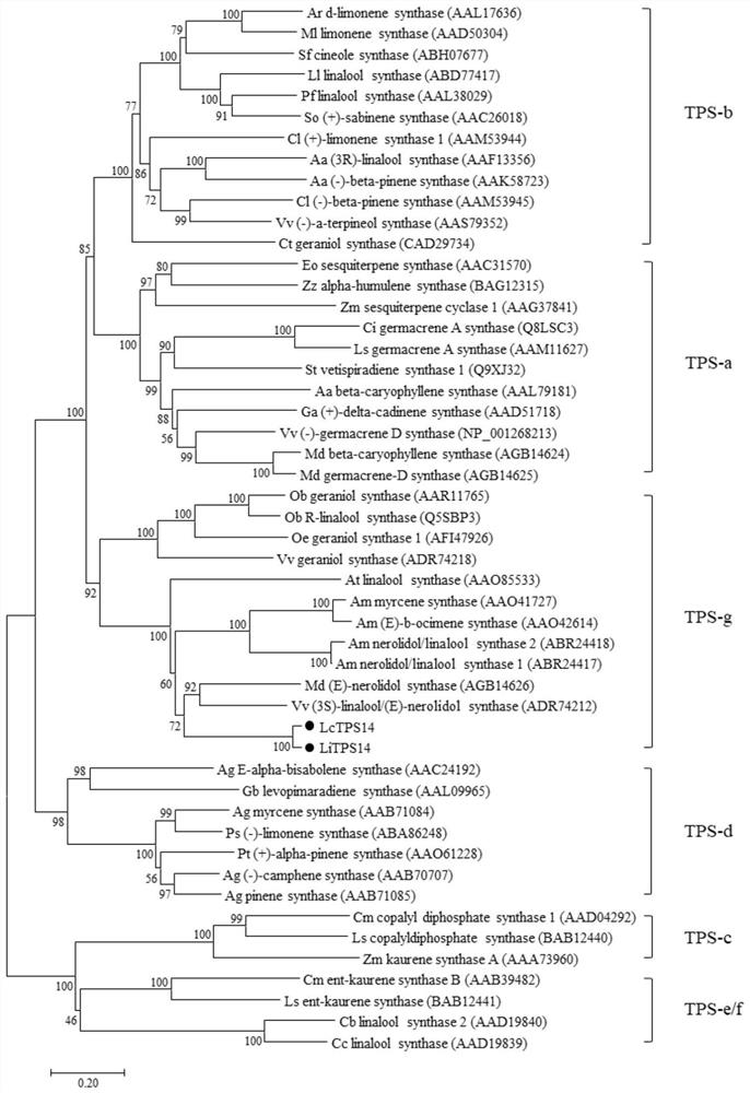 Lagerstroemia terpene synthase gene and application thereof