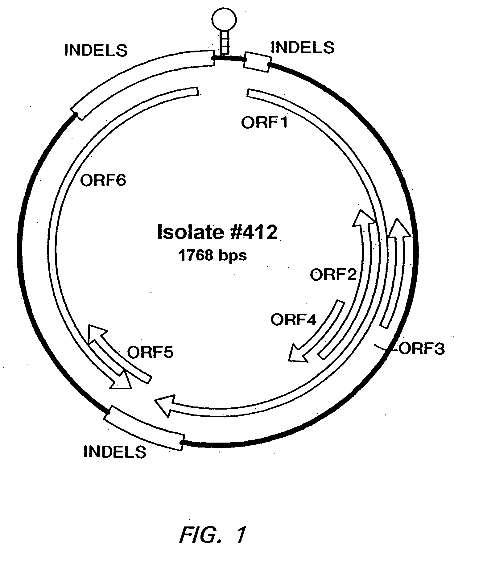 Postweaning multisystemic wasting syndrome and porcine circovirus from pigs