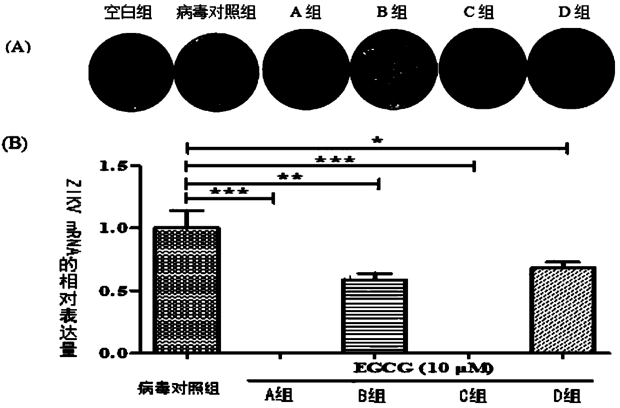 Application of epigallocatechin gallate and derivatives thereof in preparing drugs for resisting against zika virus