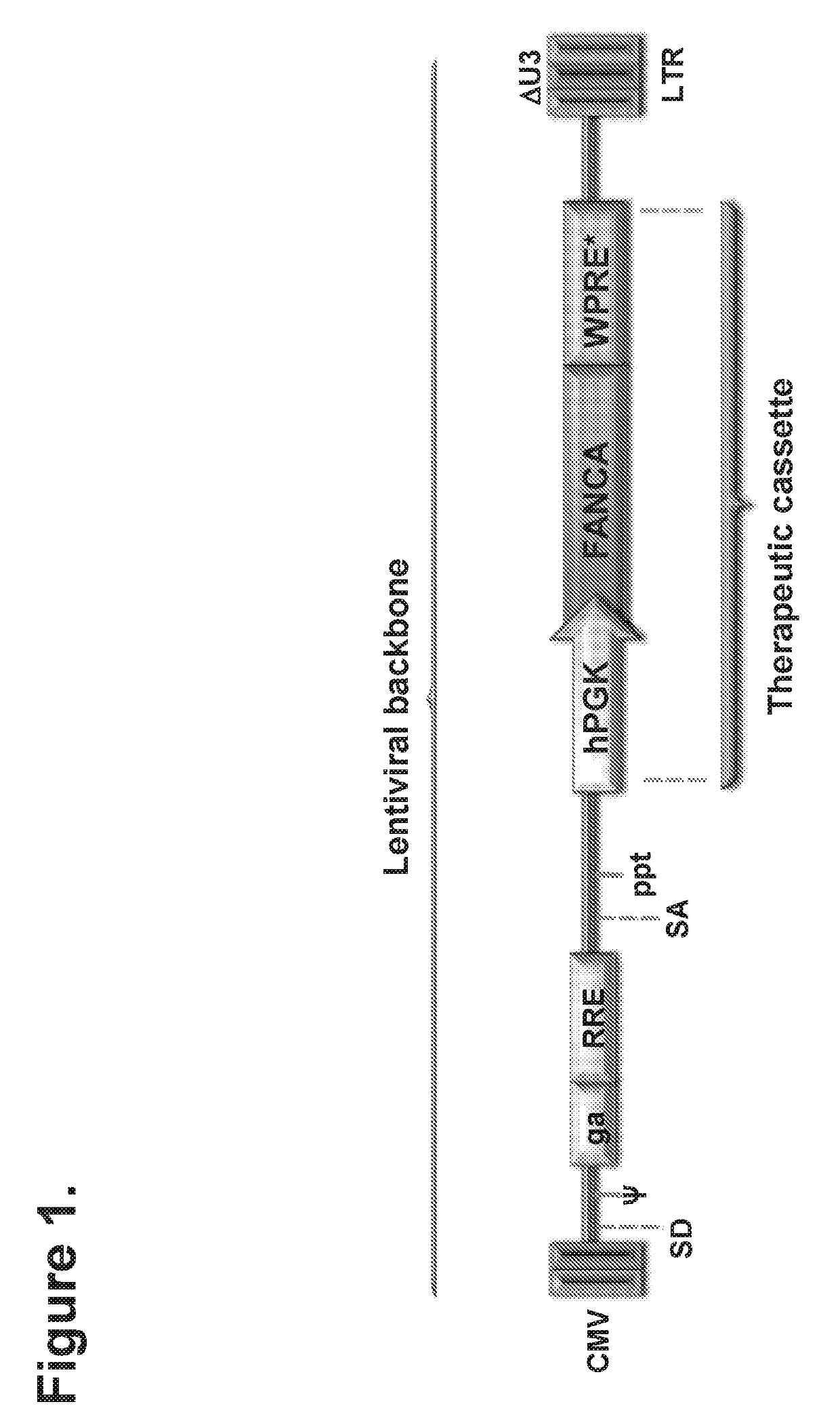 Gene therapy for patients with fanconi anemia