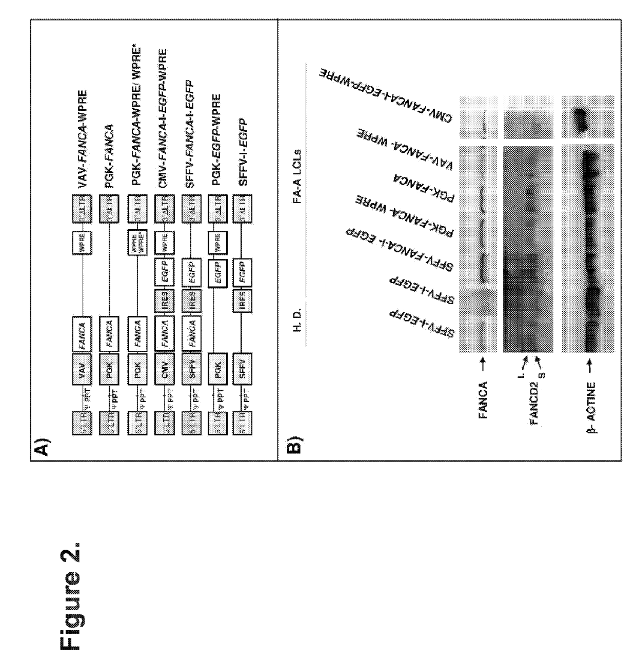 Gene therapy for patients with fanconi anemia