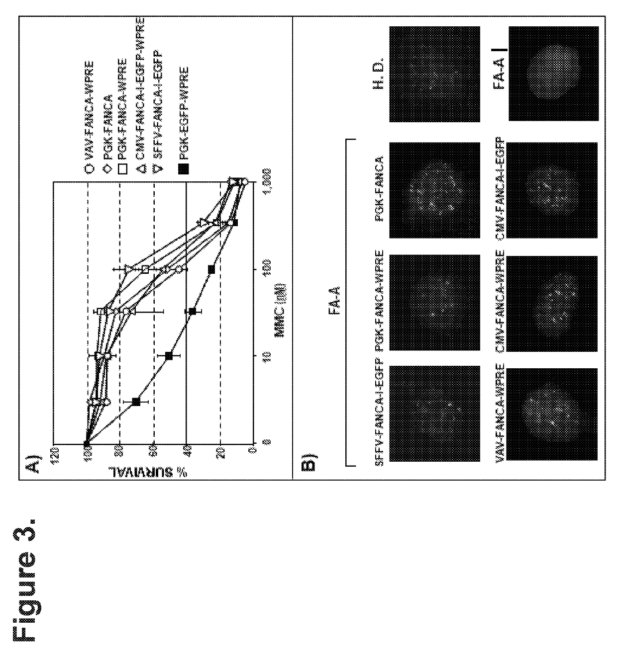 Gene therapy for patients with fanconi anemia