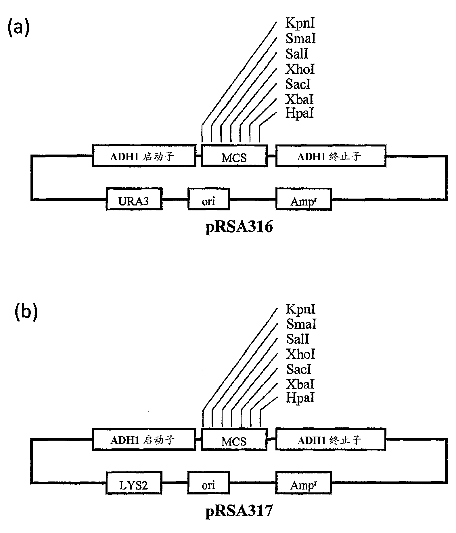 Mycovirus, phytopathogenic fungus, plant disease controlling agent, method for controlling plant disease, and method for attenuating phytopathogenic fungus