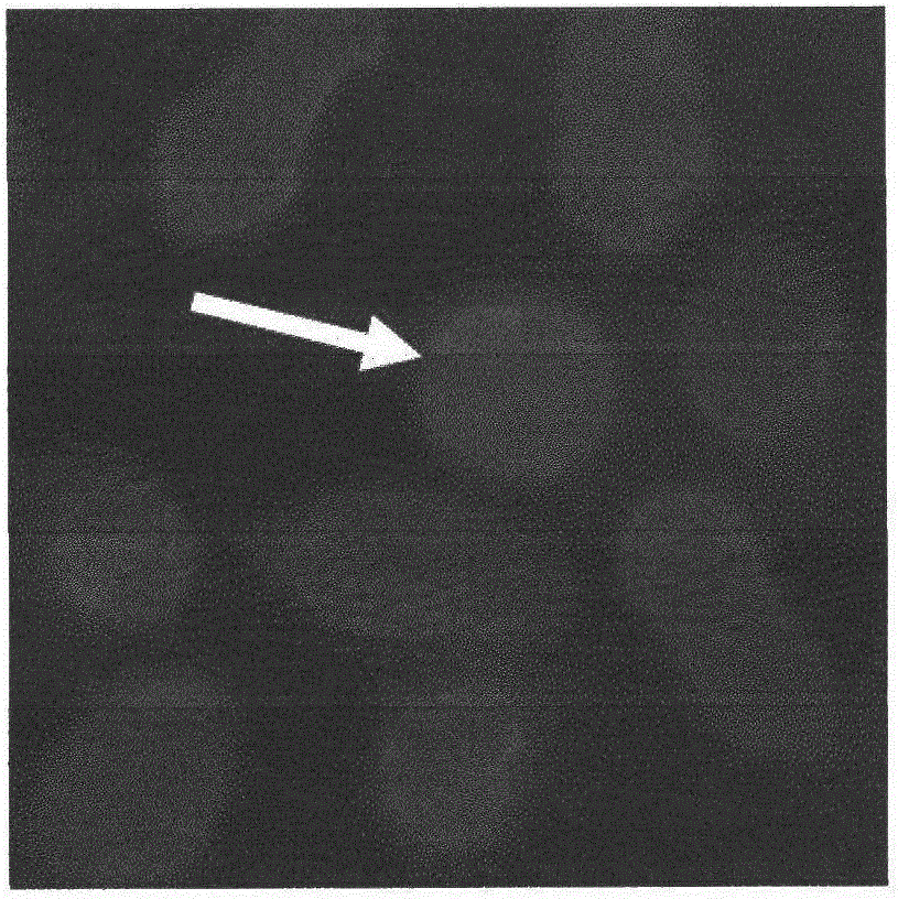 Method for staining actin filaments of suspension cells