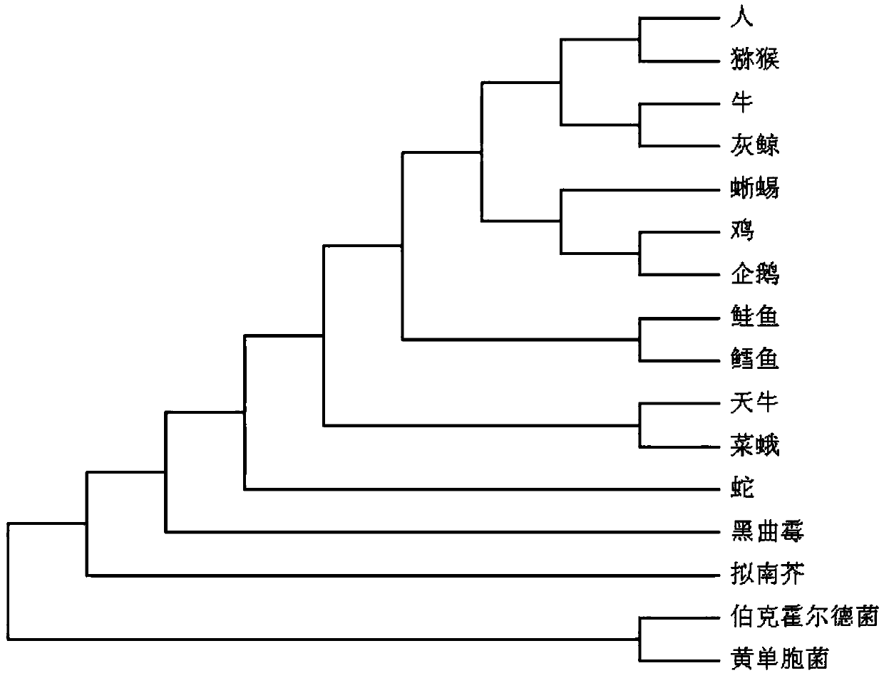 Species taxonomy method based on diversity comparisons of distances among amino acids in protein sequences