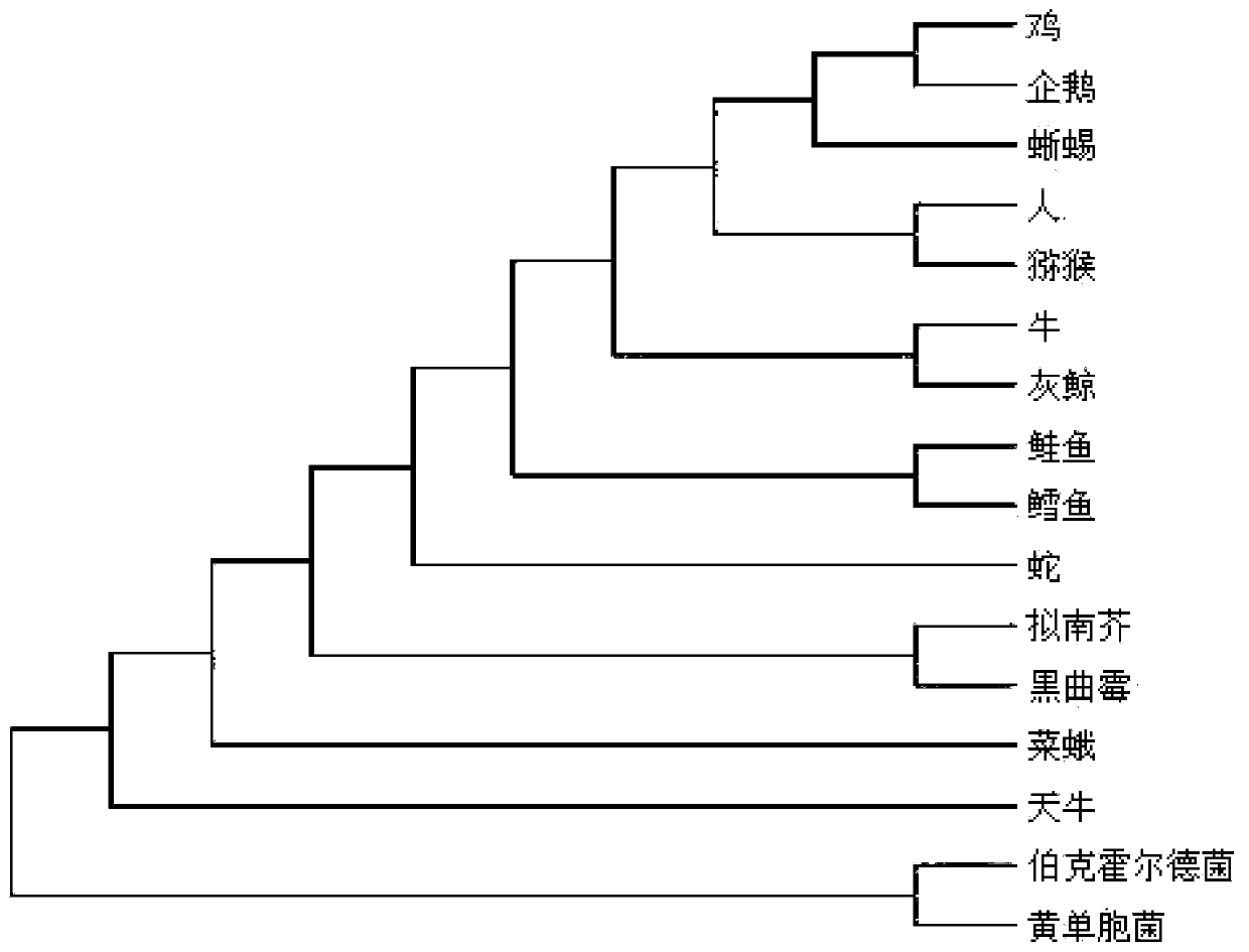 Species taxonomy method based on diversity comparisons of distances among amino acids in protein sequences