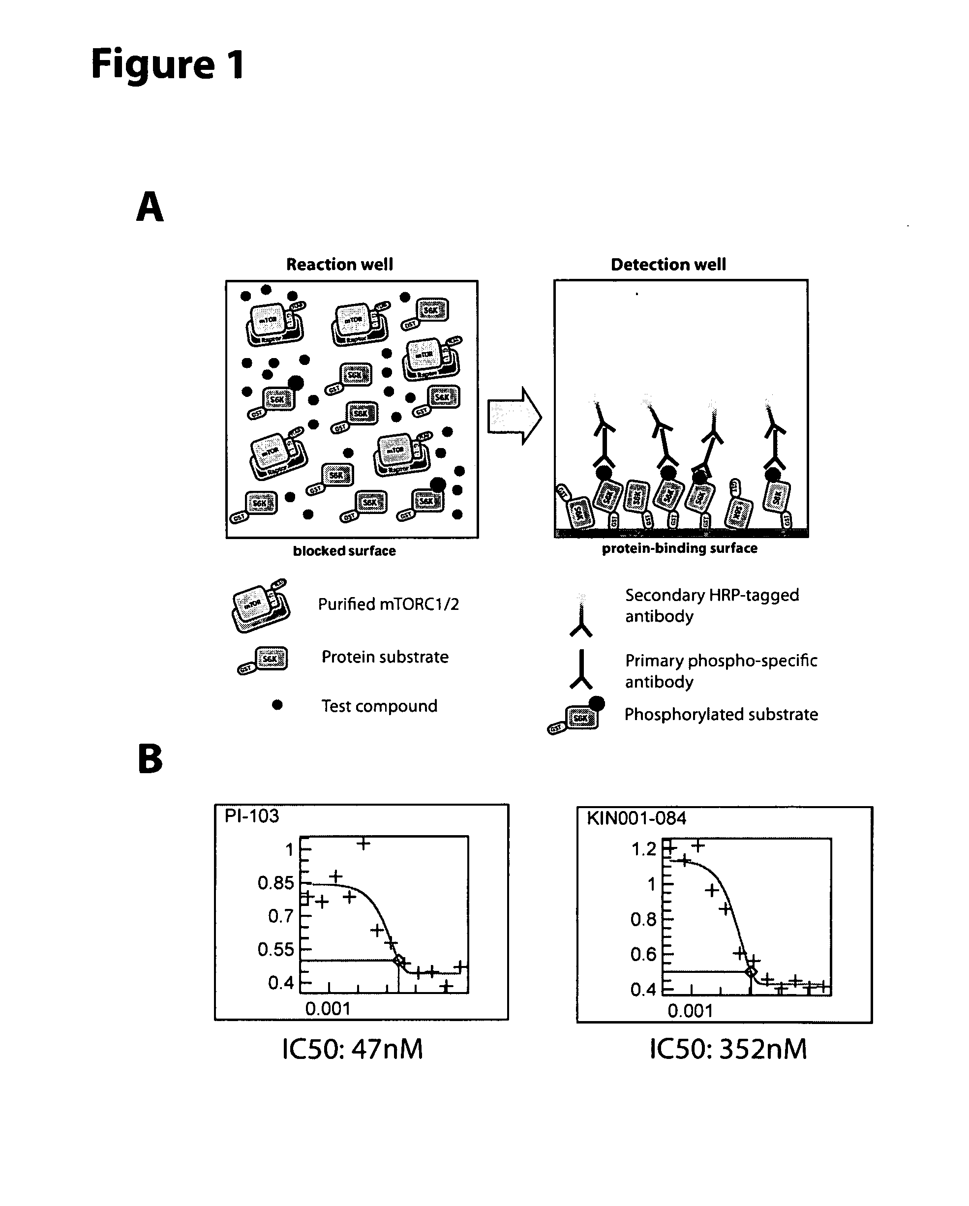 Soluble mtor complexes and modulators thereof