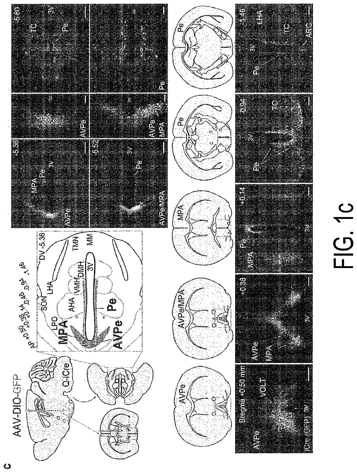 Method for inducing hibernation-like state and device same