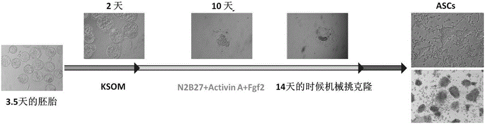 Inducing and culturing system-establishing method for totipotent stem cells quteASCs of mice or human beings