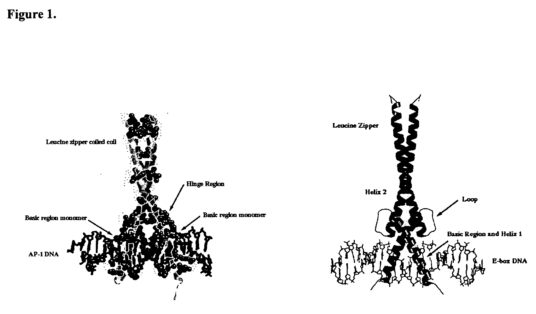 Minimalist bZIP Proteins and uses thereof