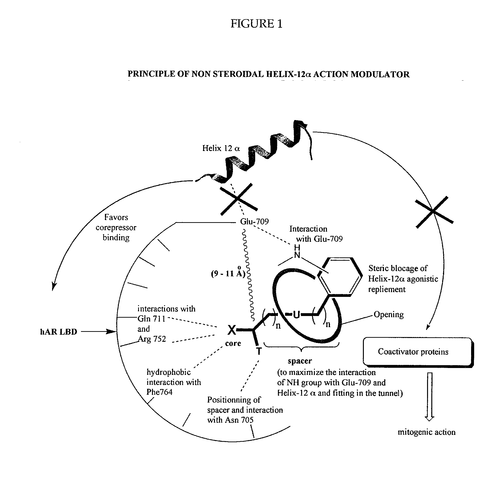 Helix 12 directed non-steroidal antiandrogens