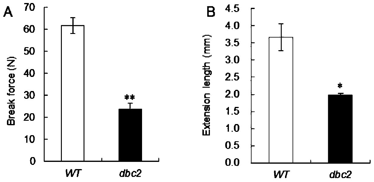 Rice brittle stem regulatory gene DBC2 and application thereof