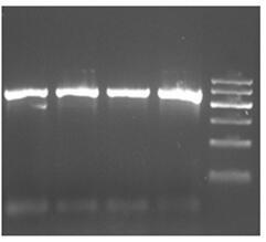 Extracting micro viper gene and specific detection method thereof