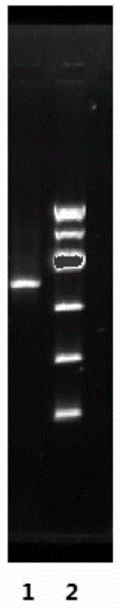 Recombinant corynebacterium glutamicum for high production of gamma-aminobutyric acid as well as construction method and application thereof