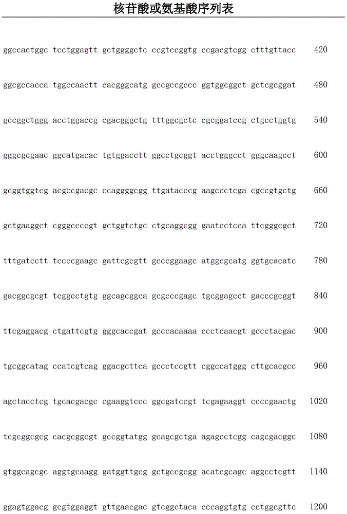 Recombinant corynebacterium glutamicum for high production of gamma-aminobutyric acid as well as construction method and application thereof