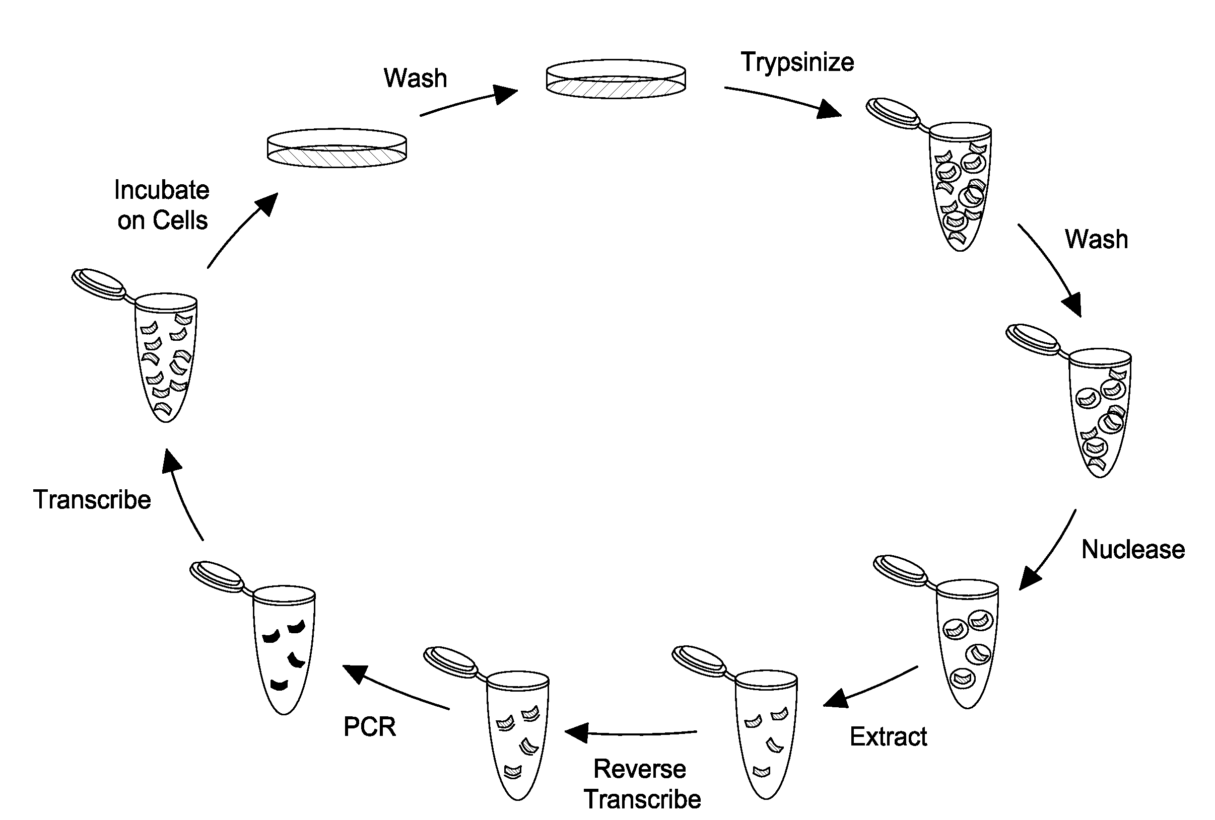 Selection Method for Cell Internalizing Nucleic Acids