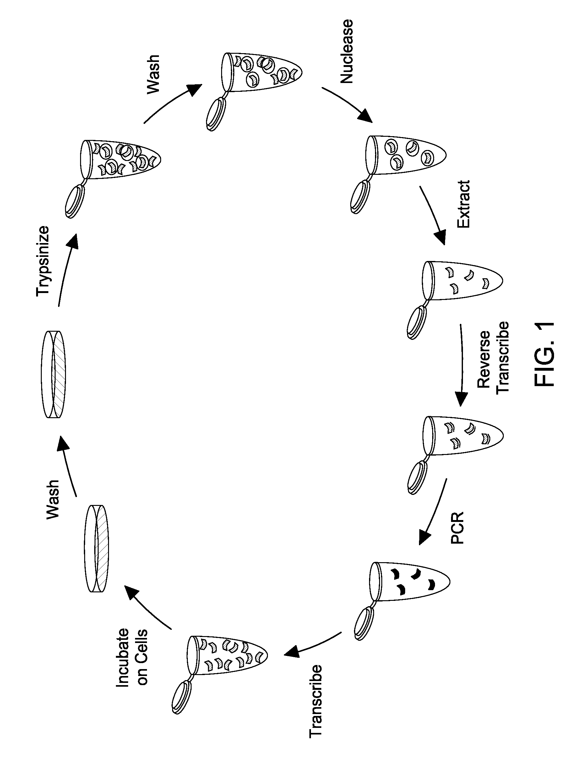 Selection Method for Cell Internalizing Nucleic Acids