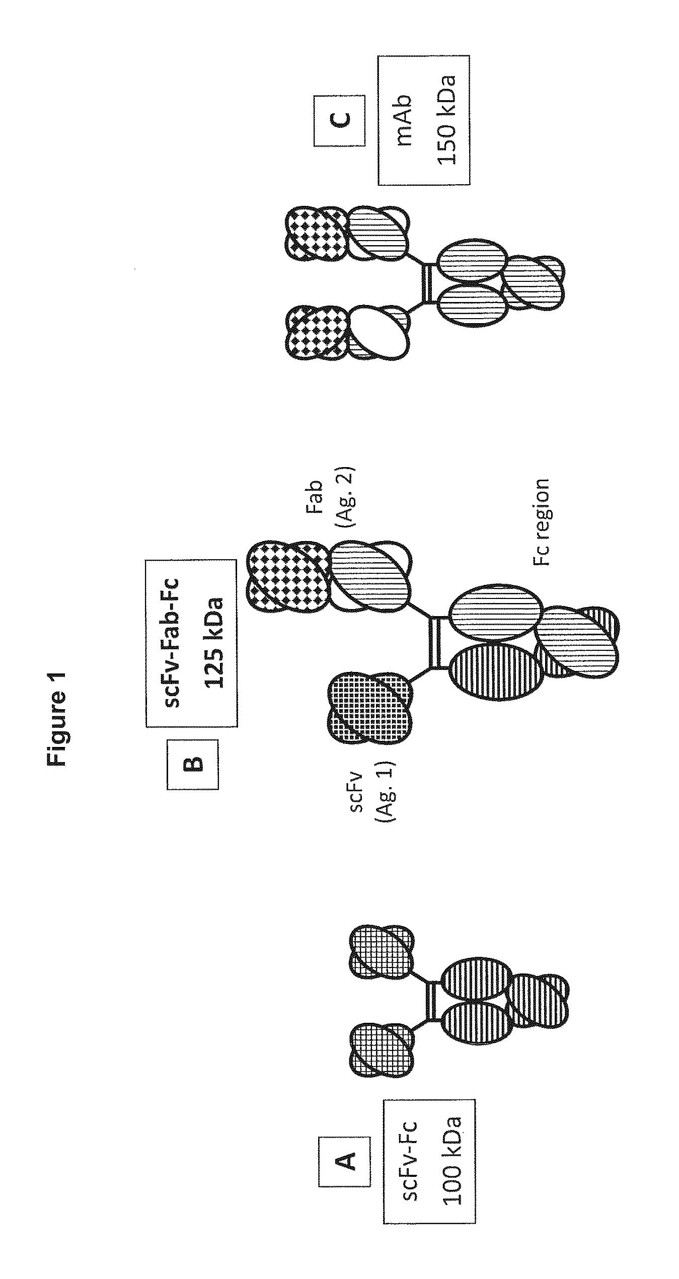 Novel heterodimeric proteins