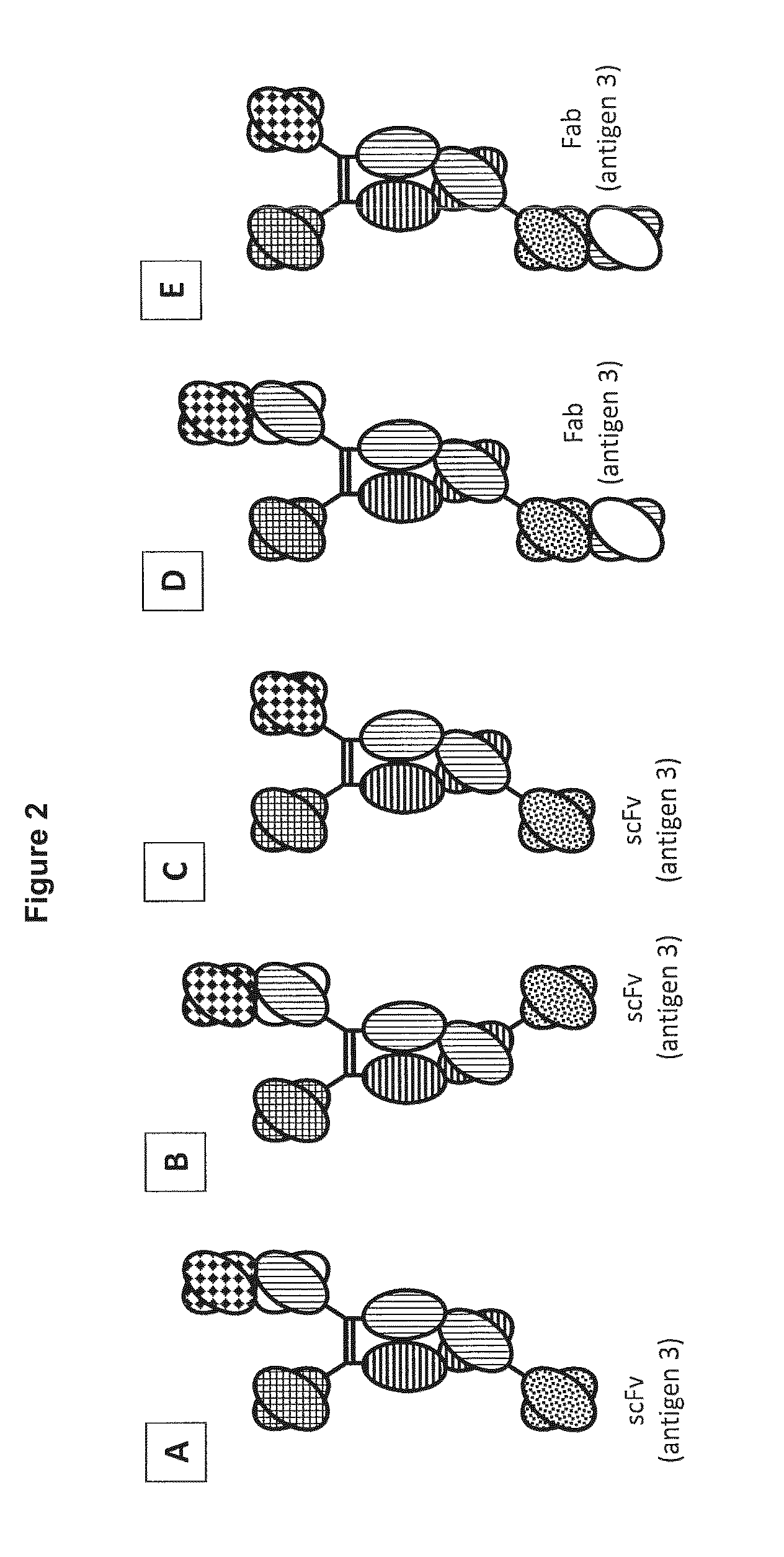 Novel heterodimeric proteins