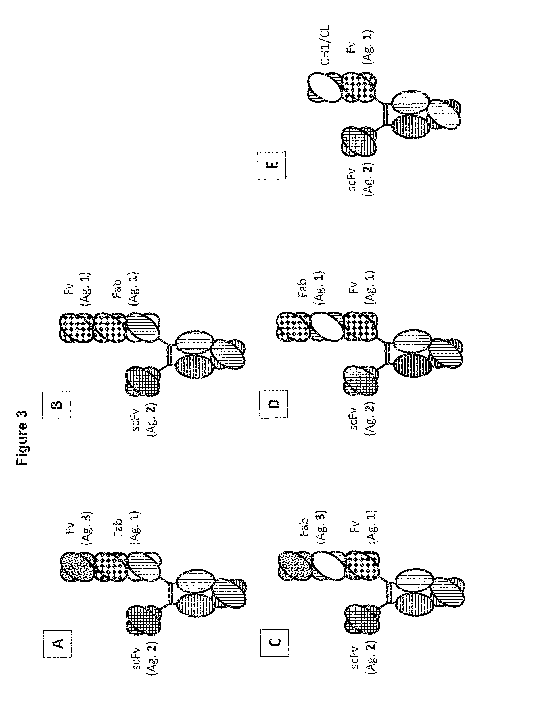 Novel heterodimeric proteins