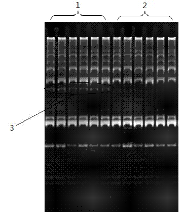 Molecular marker and screening method of gift strain nile tilapia oreochromis niloticus streptococcus iniae infection resistant family