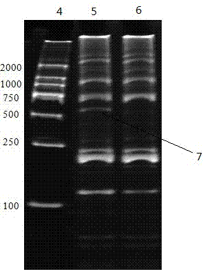 Molecular marker and screening method of gift strain nile tilapia oreochromis niloticus streptococcus iniae infection resistant family