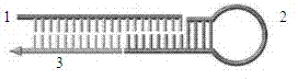 Method for rapid reverse transcription of micro ribonucleic acid (RNA) library