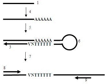 Method for rapid reverse transcription of micro ribonucleic acid (RNA) library