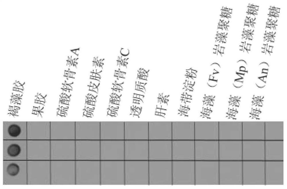 A novel alginate-specific binding protein and its preparation and application