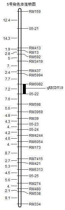 Guangfu japonica rice black-streaked dwarf locus and molecular marking method