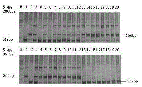 Guangfu japonica rice black-streaked dwarf locus and molecular marking method