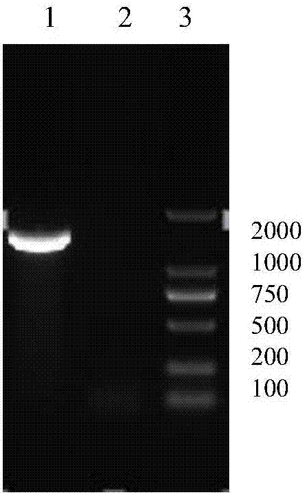 A recombinant fowlpox virus transfer vector expressing a fowl adenovirus serotype-4 fiber2 gene, a constructing method thereof and applications of the transfer vector