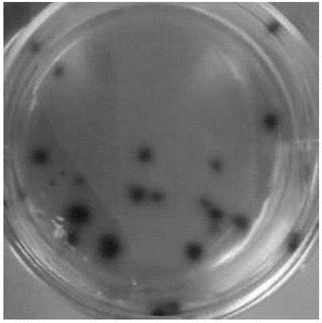 A recombinant fowlpox virus transfer vector expressing a fowl adenovirus serotype-4 fiber2 gene, a constructing method thereof and applications of the transfer vector