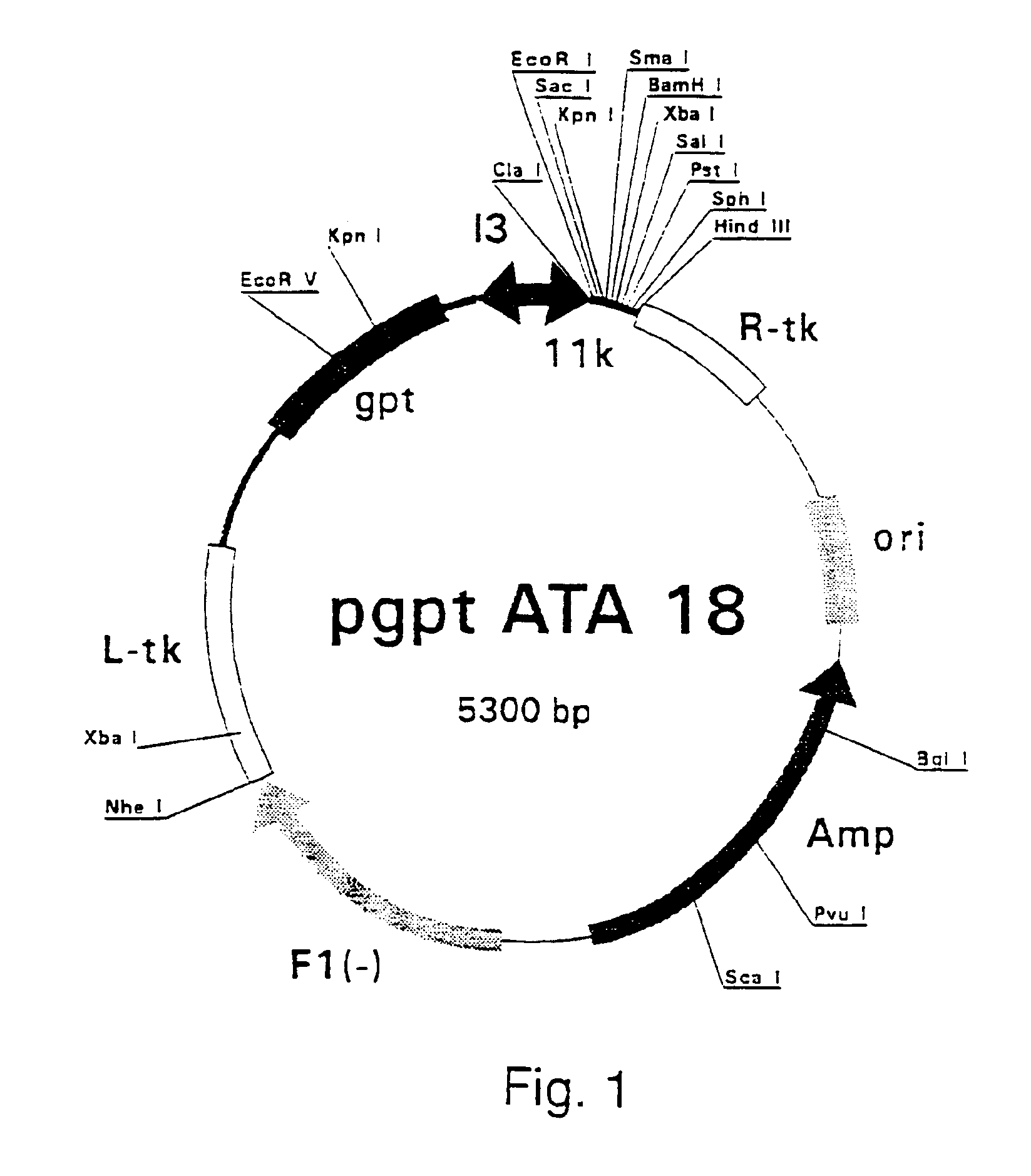 Purified hepatitis C virus envelope proteins for diagnostic and therapeutic use