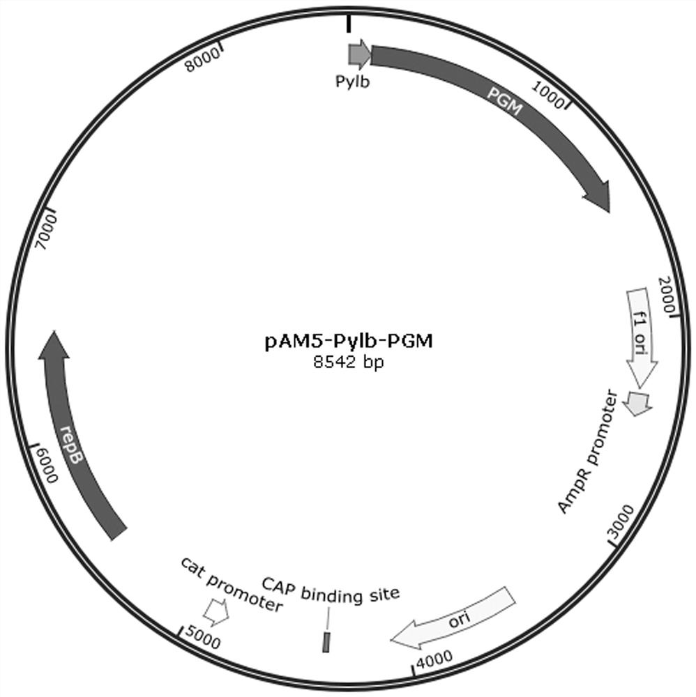 Tagatose-producing bacillus subtilis genetic engineering bacteria and method for preparing tagatose