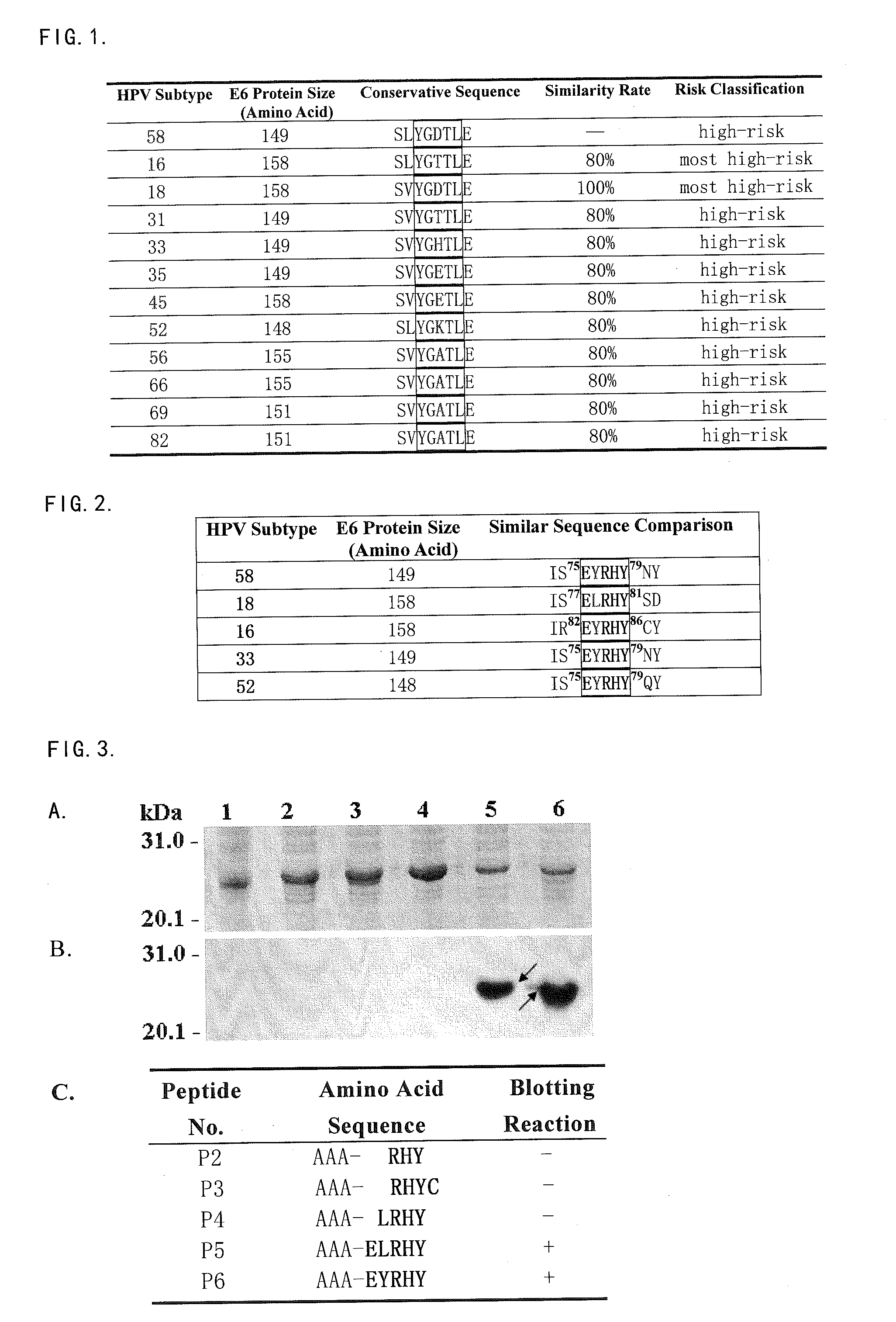 Fine epitope peptide capable of inducing cross-reactive antibodies among homologous proteins in human papilloma virus e6 protein