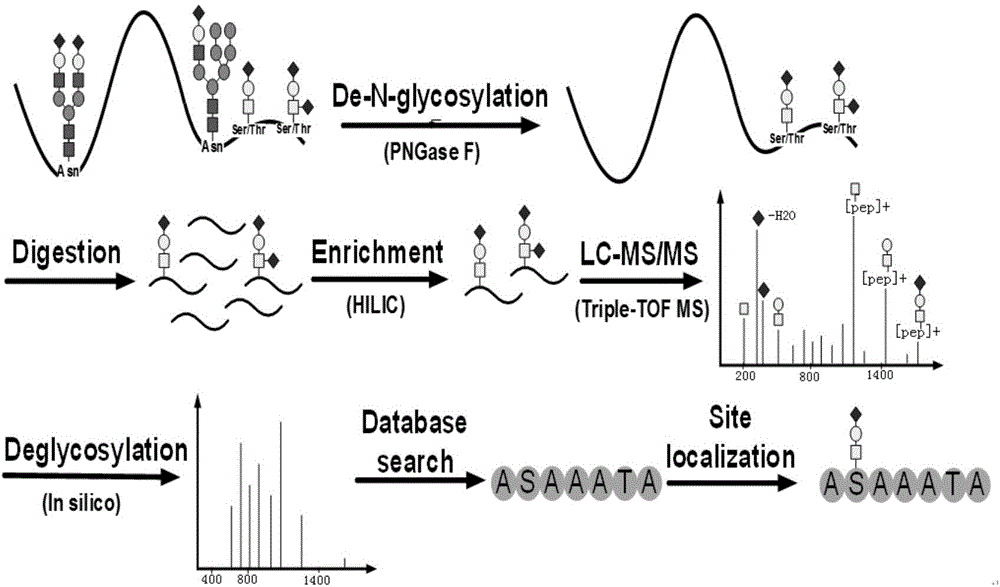 Identification method for O-glycosylation peptide fragment and complete saccharide chain thereof