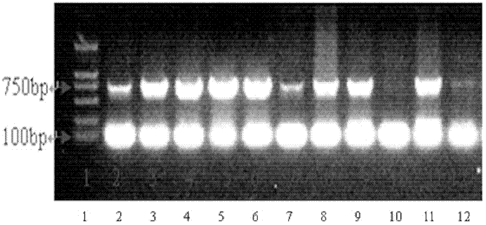 A method for rapidly obtaining transgenic plants of capsicum