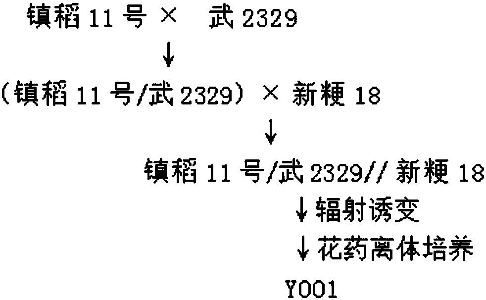 Breeding method for breeding salt-tolerant rice by radiation mutation and anther culture