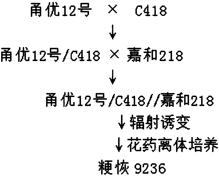 Breeding method for breeding salt-tolerant rice by radiation mutation and anther culture