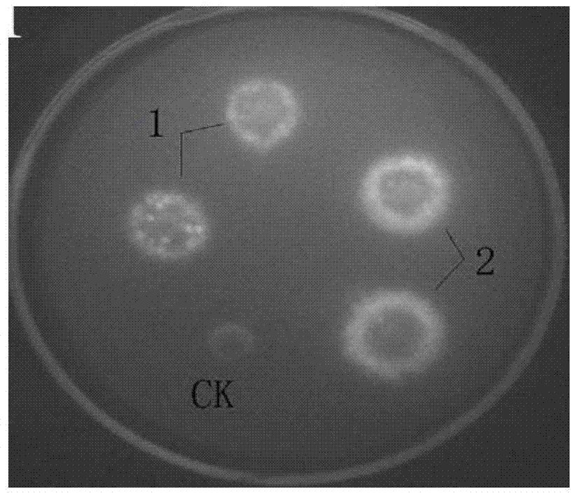 Lipase LIP, gene and application thereof