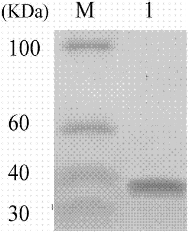 Lipase LIP, gene and application thereof