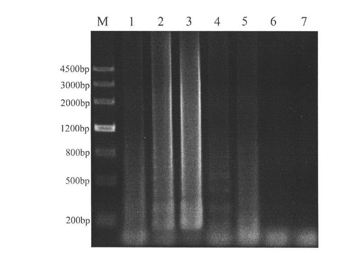 Reverse transcription loop-mediated isothermal amplification (RT-LAMP) method for rapidly detecting southern rice black-streaked dwarf viruses in plant hopper