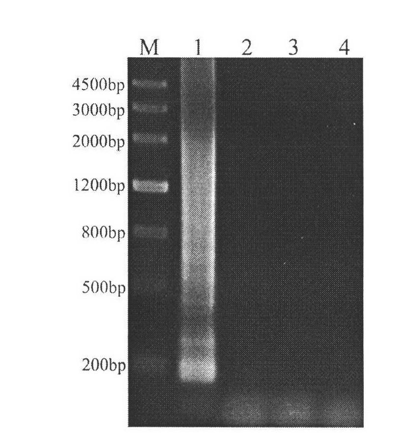 Reverse transcription loop-mediated isothermal amplification (RT-LAMP) method for rapidly detecting southern rice black-streaked dwarf viruses in plant hopper