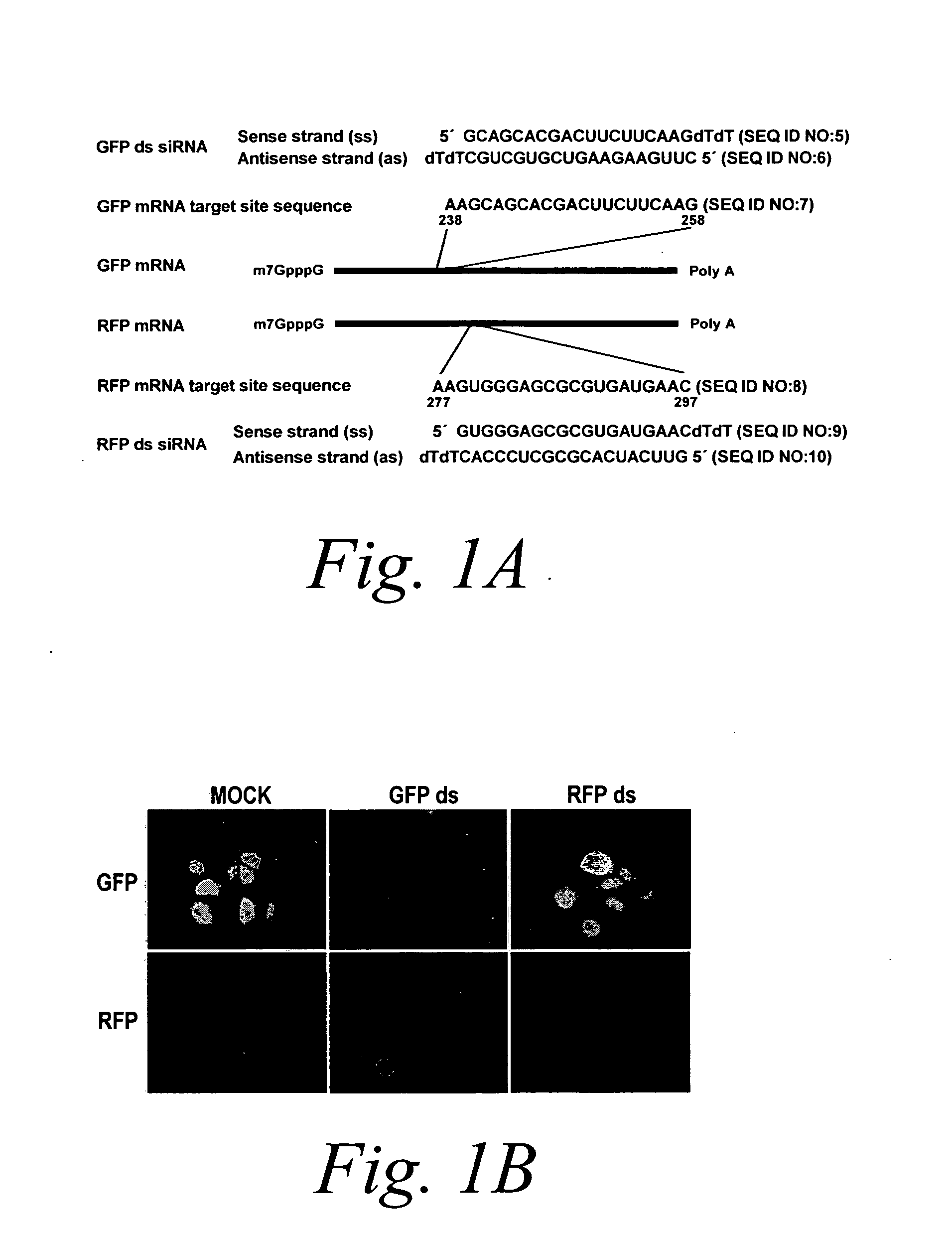 Methods and compositions for mediating gene silencing