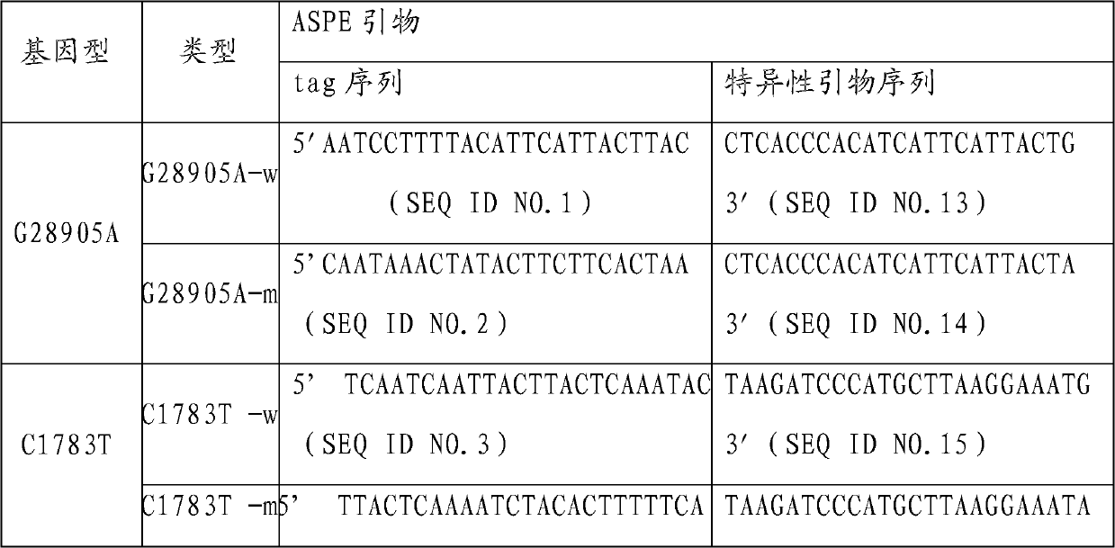 MTRR (5-methyltetrahydrofolate-homocysteine methyltransferase reductase) gene mutation detection specific primers and liquid chip