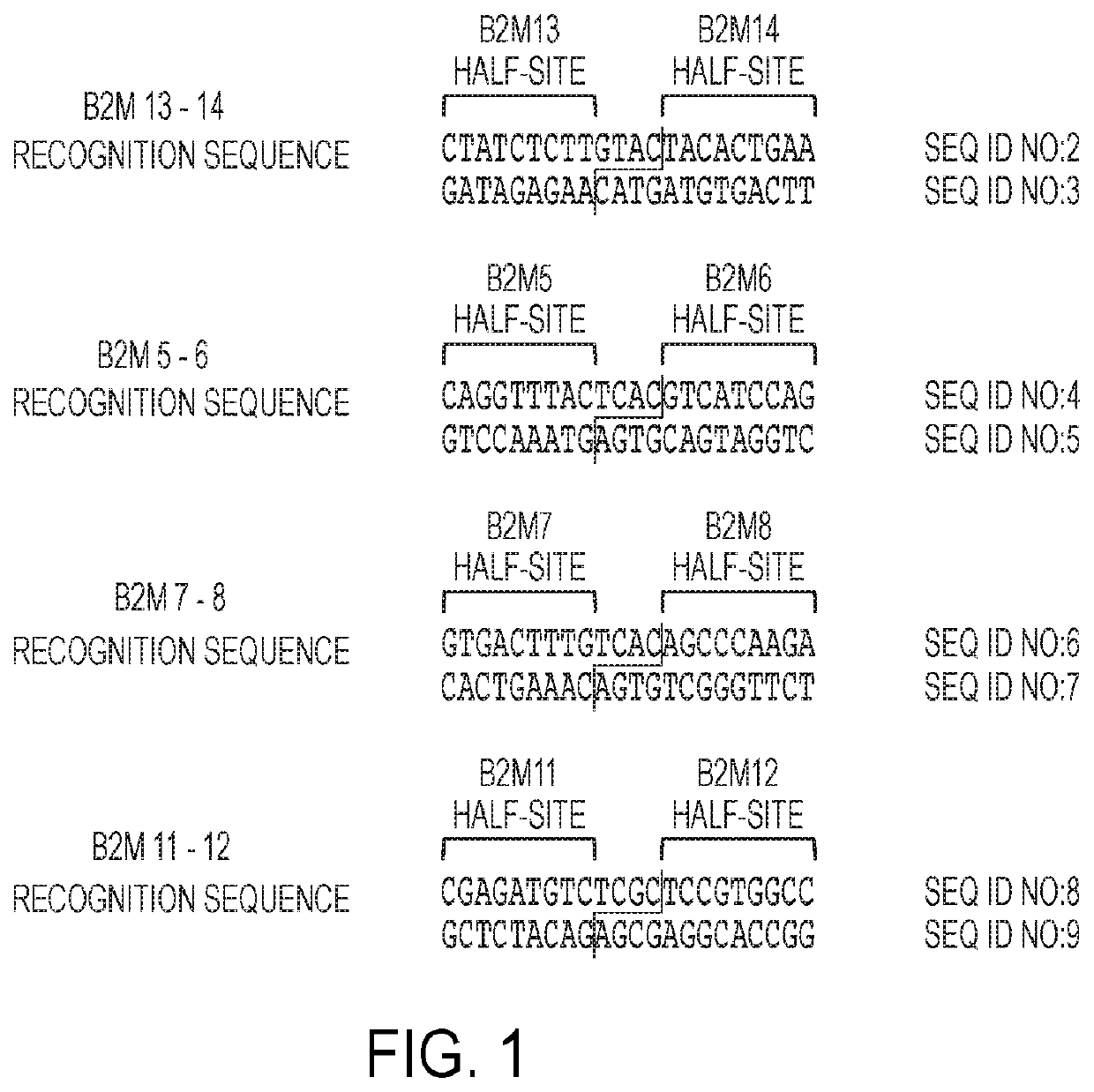 Engineered meganucleases with recognition sequences found in the human beta-2 microglobulin gene