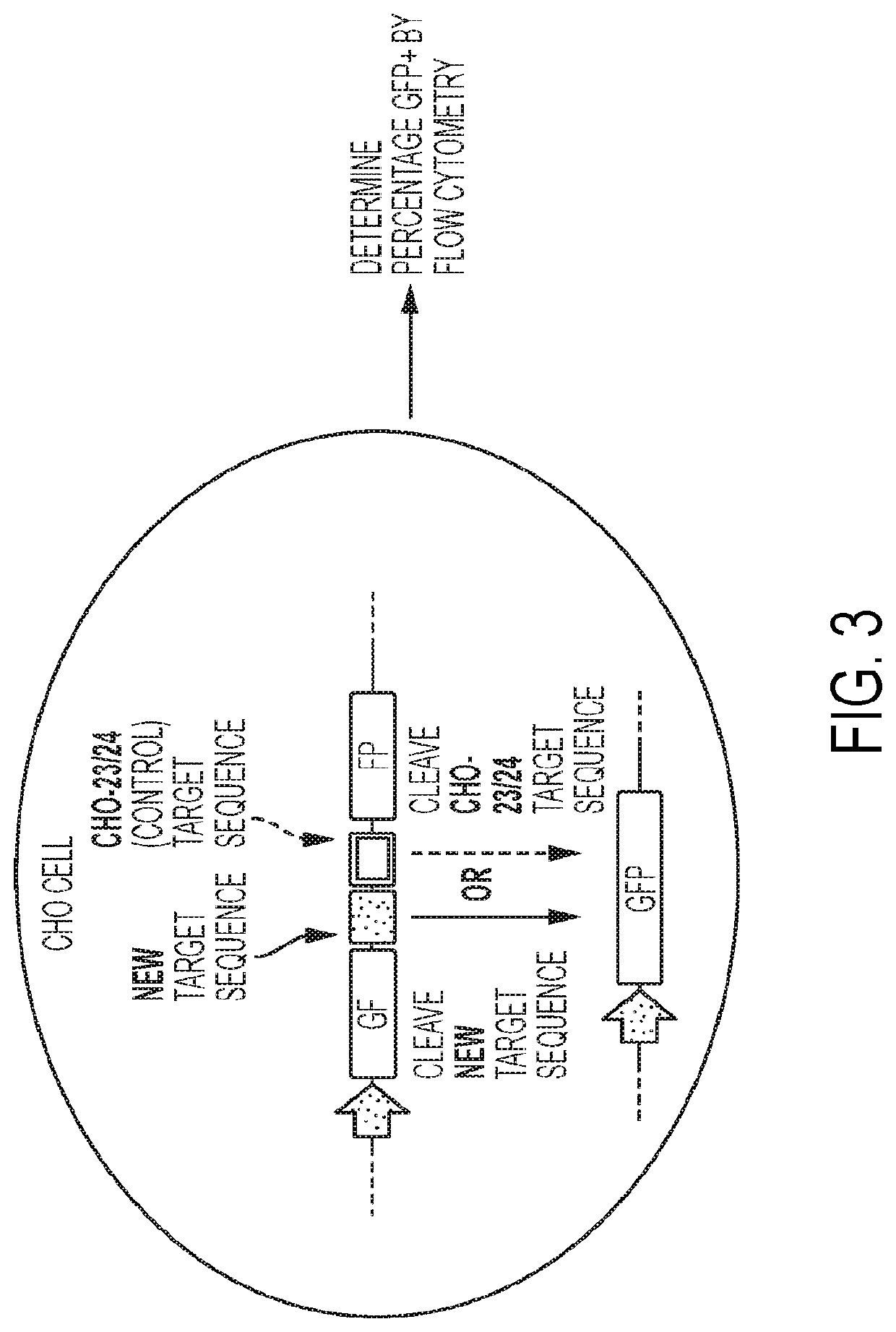 Engineered meganucleases with recognition sequences found in the human beta-2 microglobulin gene